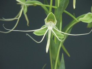 Habenaria jaliscana